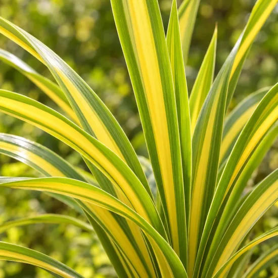 Cordyline 'Sundance' (Cordyline australis) — feuillage allongé vert à larges bandes jaunes · Photo d'illustration