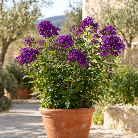 Phlox (Phlox atropurpurea) — Photo d'illustration, photo 3