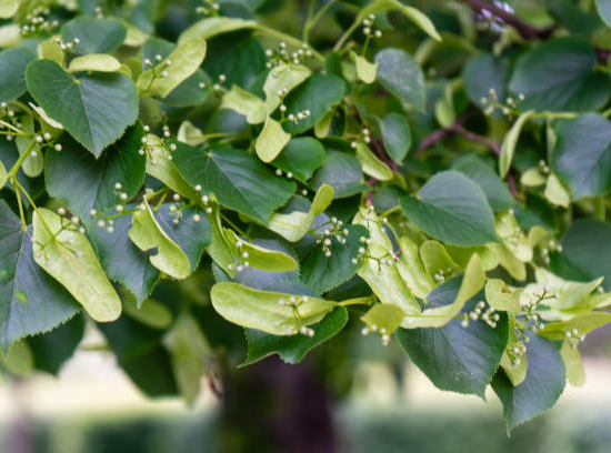 Tilleul à petites feuilles 'Green spire'