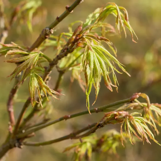Erable du japon 'Koto-no-ito' (Acer palmatum) — jeunes feuilles fines et découpées sur rameaux · Photo d'illustration