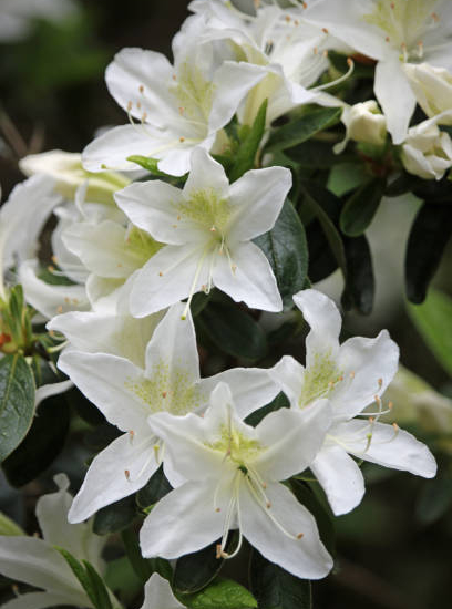Azalée de chine 'Viscosum blanc'