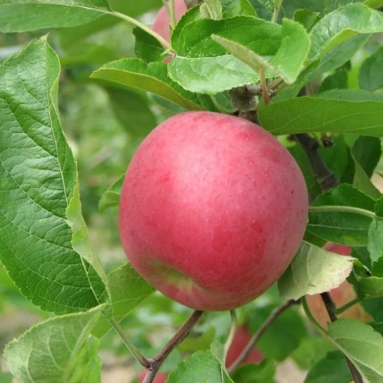 Pommier  'Delbardivine'