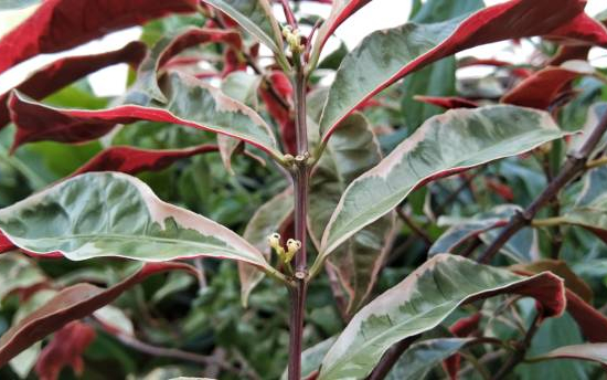 Photinia 'Pink marble cassini'