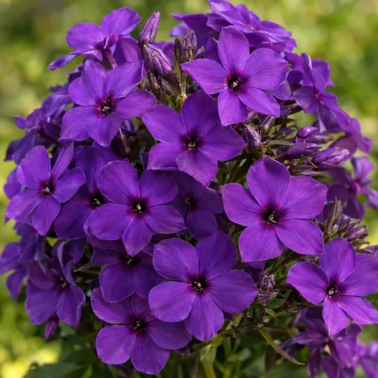 Phlox (Phlox atropurpurea) — Photo d'illustration