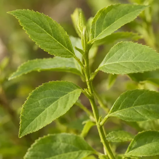 Arbre aux bonbons 'Snowstar' (Callicarpa bodinieri) — Photo d'illustration, photo 4