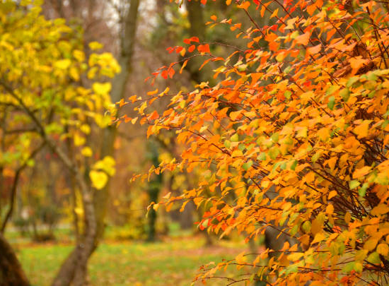 Érable du japon 'Orange dream'