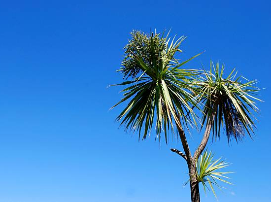 Cordyline australienne ou Dragonnier à 3 troncs