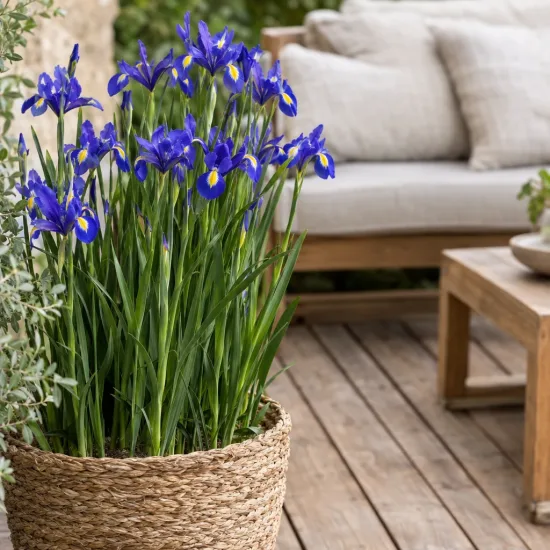 Iris de hollande 'Bleu' (Iris × hollandica) — touffe de fleurs bleues en pot sur terrasse · Photo d'illustration