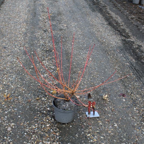 Cornouiller sanguin 'Midwinter fire'