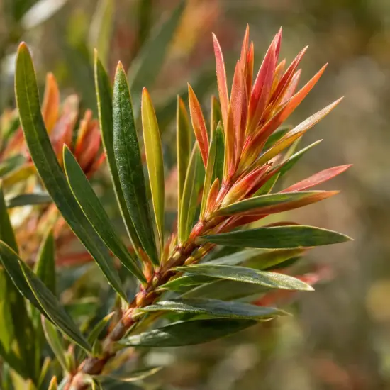 Rince-bouteilles 'Leavy' (Callistemon) — gros plan de jeunes pousses colorées sur rameau