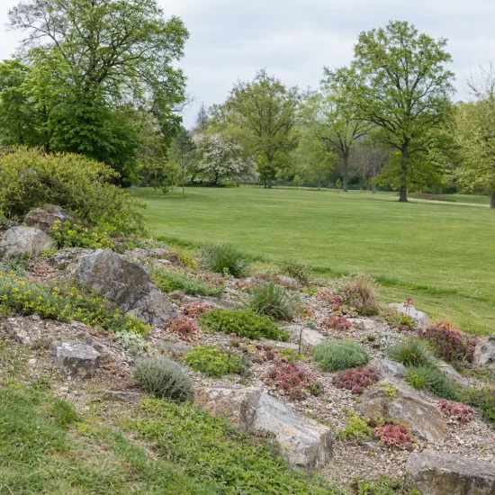 Joubarbe 'Chick charms lotus blossom' (Sempervivum) — massif de rocailles planté dans grand parc · Photo d'illustration