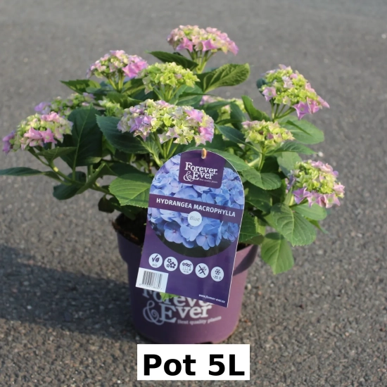 Hortensia 'Forever and ever bleu'