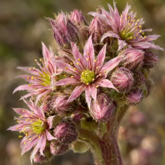 Joubarbe 'Bigsam® purple quartz' (Sempervivum) — grappes de petites fleurs étoilées roses