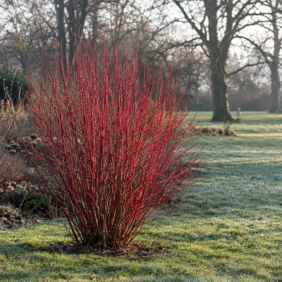 Cornouiller blanc 'Sibirica' (Cornus alba) — arbuste aux nombreux rameaux rouges dressés · Photo d'illustration