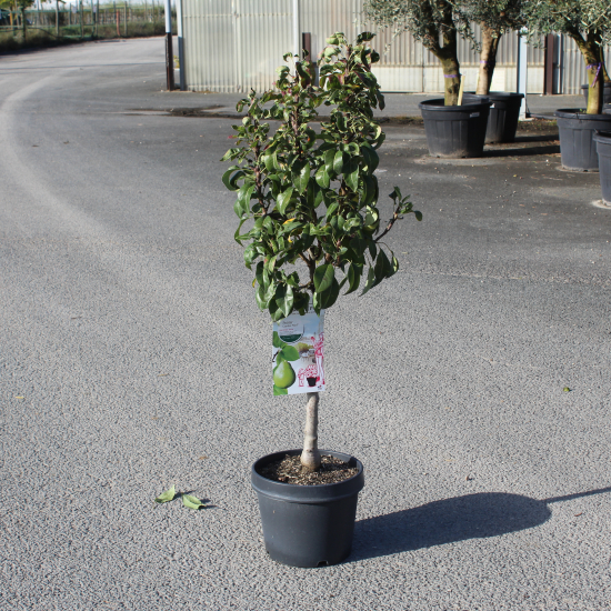 Poirier 'garden pearl' 'Garden pearl'