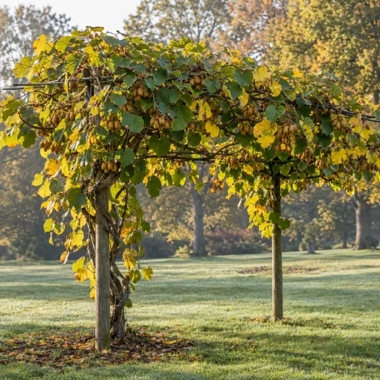 Kiwi (Actinidia) — liane vigoureuse chargée de fruits sous tonnelle · Photo d'illustration