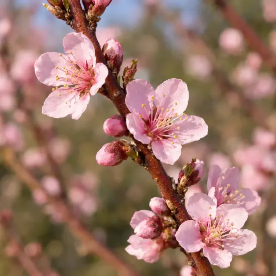 Pêcher 'J h hale' (Prunus persica) — branche avec fleurs rose pâle et bourgeons