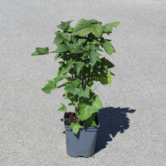 Cassissier 'Black down bio'