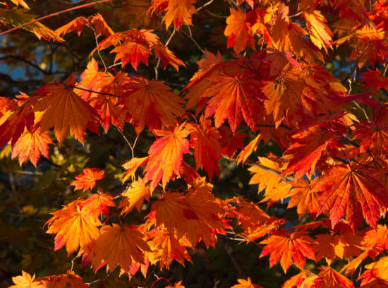 Érable 'Pacific sunset'