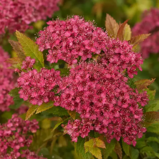 Spirée du japon 'Little flame' (Spiraea japonica) — gros plan sur inflorescences rose vif denses