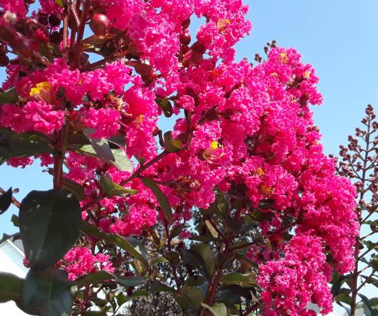 Lilas des indes 'Bellevue'