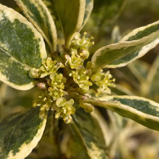 Alaterne panaché 'Argenteovariegata' (Rhamnus alaternus) — petites fleurs jaunâtres parmi feuillage vert panaché · Photo d'illustration