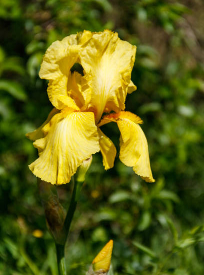 Iris 'Sun doll jaune'