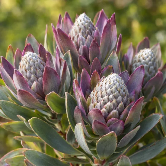 Leucadendron de galpin 'Purple haze' (Leucadendron galpinii) — gros plan de cônes floraux pourprés entourés de feuilles · Photo d'illustration