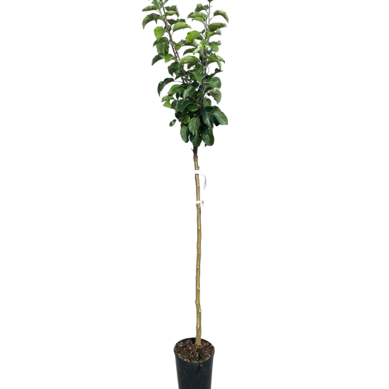Pommier verde doncella
