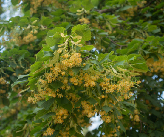 Tilleul à grandes feuilles