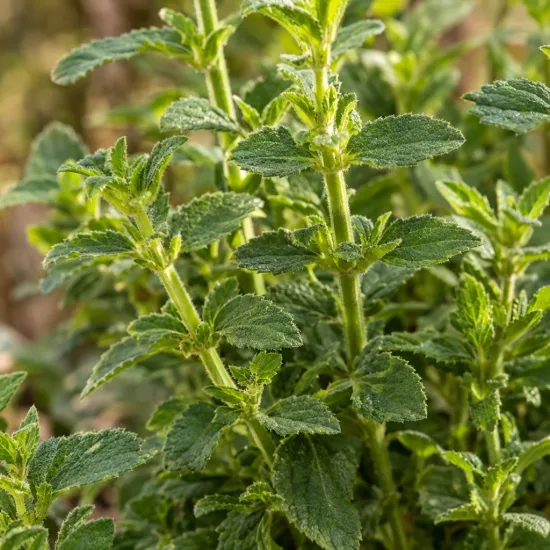 Sauge arbustive rose 'Lily rose' (Salvia × jamensis) — tiges dressées couvertes de petites feuilles vertes · Photo d'illustration