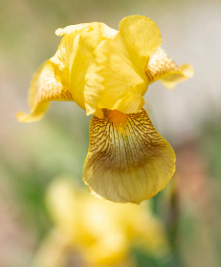 Iris 'Sun doll jaune'