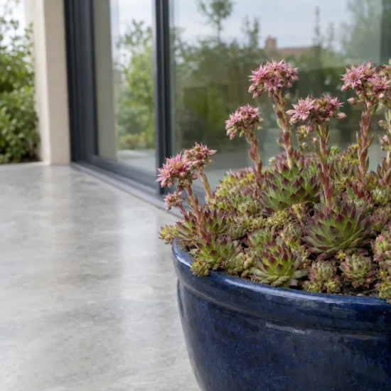 Succulente 'Zobra' (Sempervivum) — rosettes succulentes avec hampes fleuries sur terrasse · Photo d'illustration