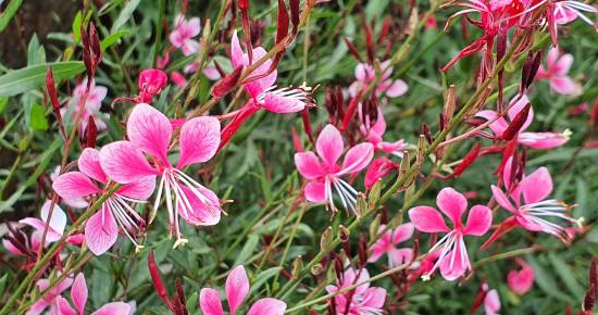 Gaura 'Siskiyou'