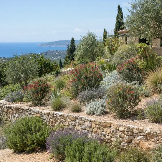 Leucadendron 'Jubilee crown' (Leucadendron lanigerum) — massif méditerranéen en terrasses avec vue mer · Photo d'illustration