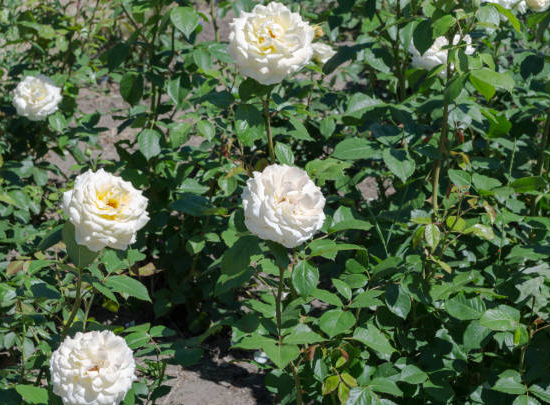 Rosier 'Jeanne moreau '