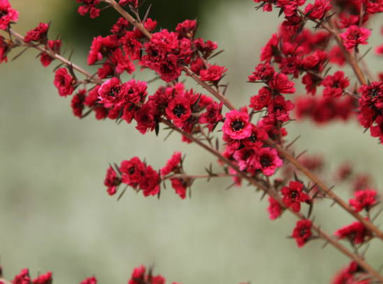Arbre à thé 'Red damask'