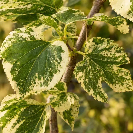 Mûrier blanc 'Papers doll' (Morus alba) — feuilles panachées vertes et crème en gros plan · Photo d'illustration