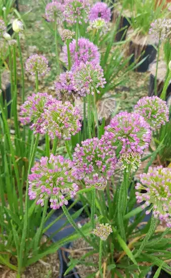 Ail d'ornement 'Lavender bubbles'