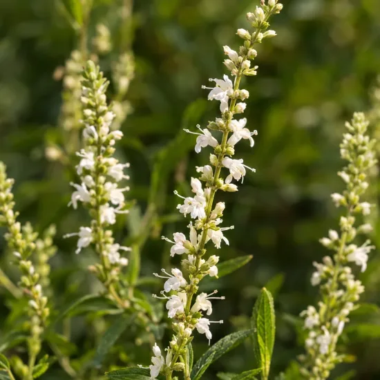 Verveine menthe d'argentine (Aloysia polystachya) — épis floraux blancs dressés parmi un feuillage vert · Photo d'illustration