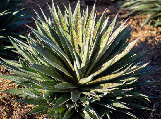 Mangave 'Ananas express'