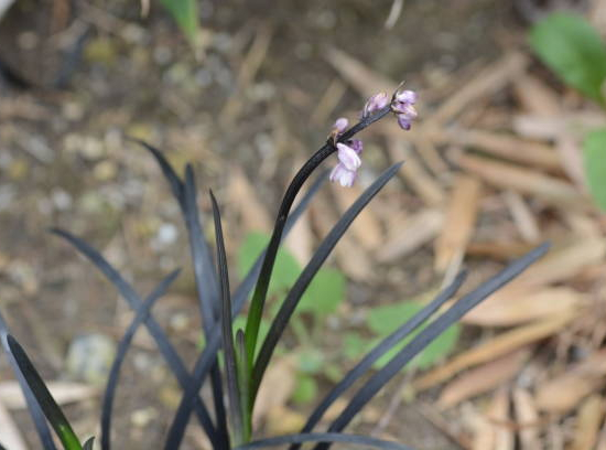 Ophiopogon noir