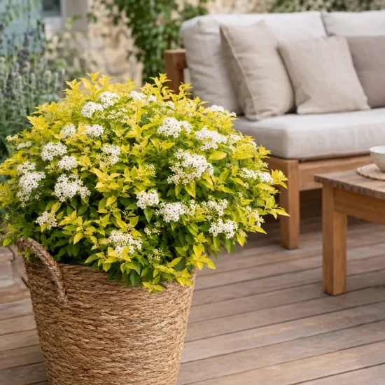 Spirée du japon 'Golden princess' (Spiraea japonica) — arbuste fleuri en grand pot tressé sur terrasse · Photo d'illustration