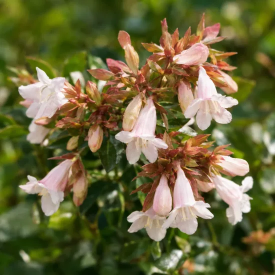 Abelie à grandes fleurs nain 'Prostrata' (Abelia × grandiflora)