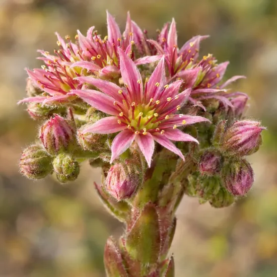 Succulente 'Zobra' (Sempervivum) — grappes de fleurs étoilées roses en gros plan · Photo d'illustration