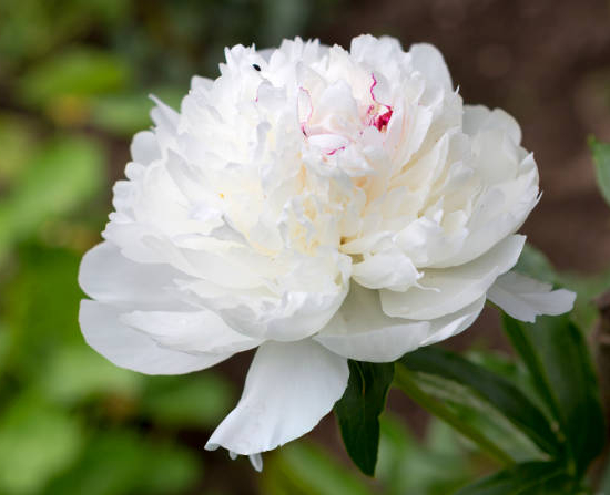 PAEONIA lactiflora Marie lemoine blanche