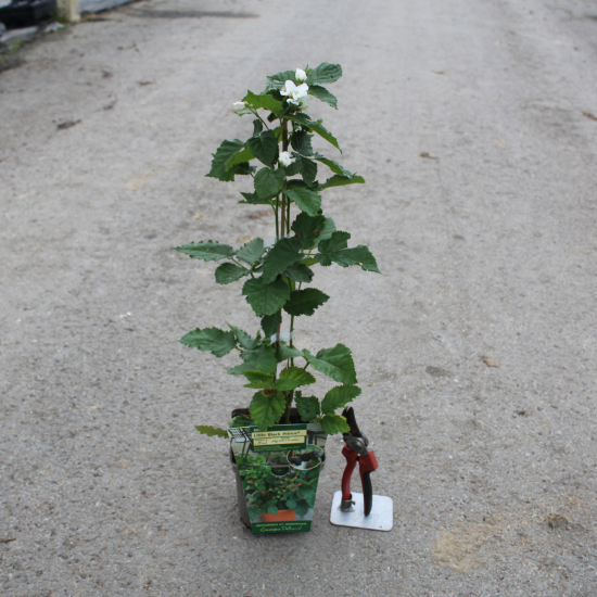 Ronce commune 'Feuilles lacinees oregon'