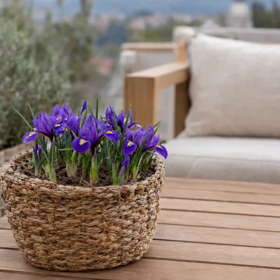 Iris nain naturalisable 'Pauline' (Iris reticulata) — pot tressé avec fleurs violettes sur table terrasse · Photo d'illustration