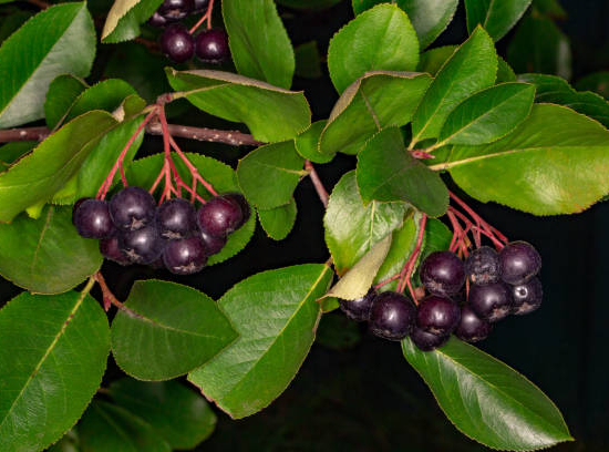 Cassissier 'Black down'