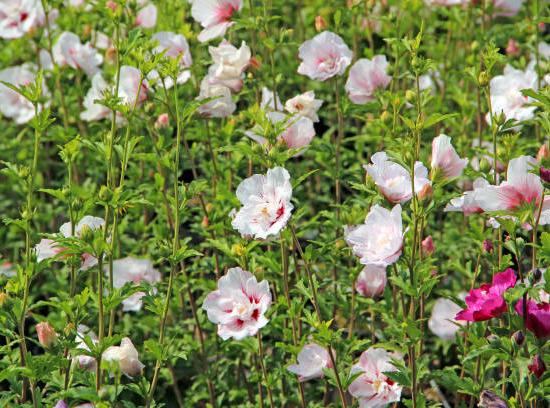 Hibiscus 'Pinkyspot'